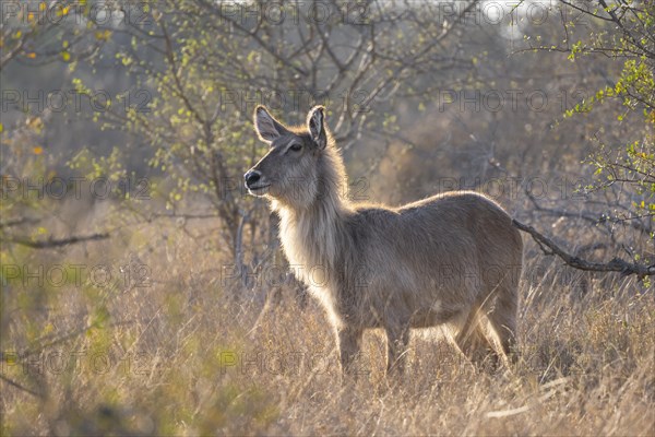 Ellipsen waterbuck (Kobus ellipsiprymnus), adult female, standing in dry grass in the evening light, Kruger National Park, South Africa, Africa