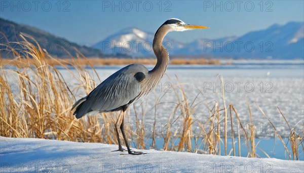 KI generated, animal, animals, bird, birds, biotope, habitat, one, individual, water, reed, winter, snow, blue sky, foraging, wildlife, seasons, heron, little blue heron (Egretta caerulea), Florida, Mexico, ice, Central America