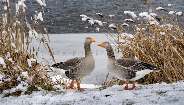 Ai generated, animal, animals, bird, birds, biotope, habitat, one, individual, ice, snow, winter, waters, reeds, blue sky, foraging, wildlife, seasons, greylag goose (Anser anser), goose, geese, geese birds