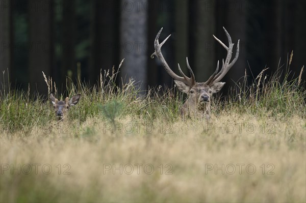 Red deer (Cervus elaphus), young stag and old stag lying on a forest meadow, captive, Germany, Europe