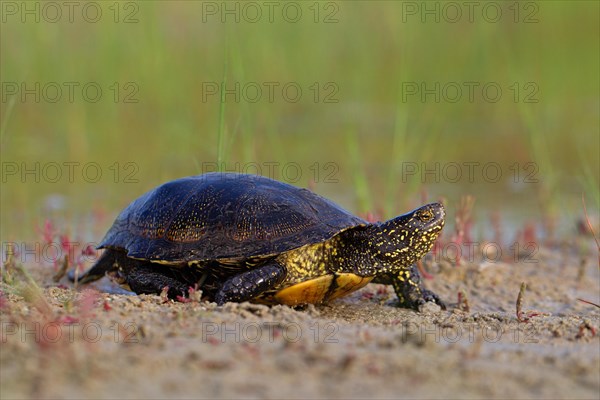 European pond turtle (Emys orbicularis), Danube Delta Biosphere Reserve, Romania, Europe