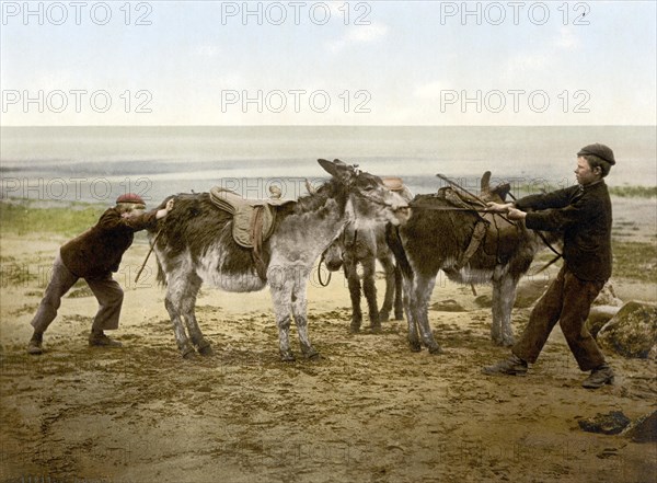 Man trying to persuade some stubborn donkeys to move on, England, c. 1890, Historic, digitally restored reproduction from a 19th century original