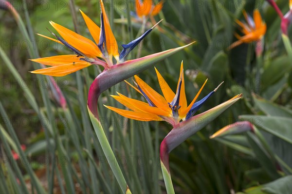 Strelitzias (Strelitzia), Botanical Garden, Erlangen, Middle Franconia, Bavaria, Germany, Europe