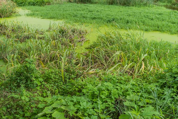 Algae covered water with tall reeds and grasses in marsh in South Korea