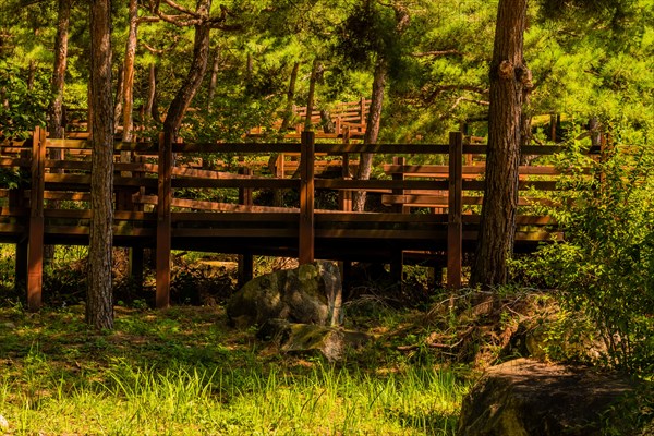 Wooden stairway winding its way through peaceful woodland public park on sunny summer afternoon in South Korea