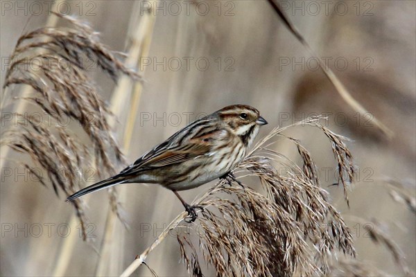 Reed bunting female sitting on a reed stalk, looking right