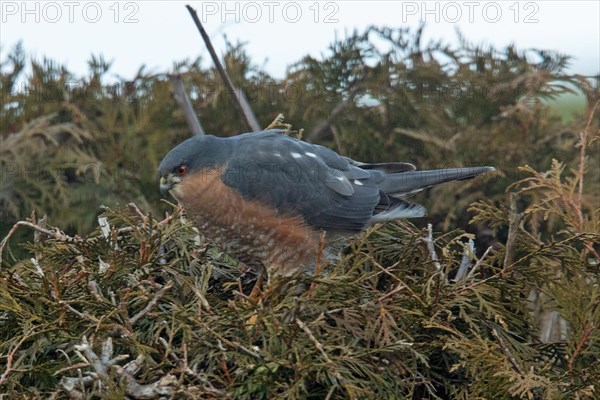 Male sparrowhawk sitting in garden hedge looking left against blue sky