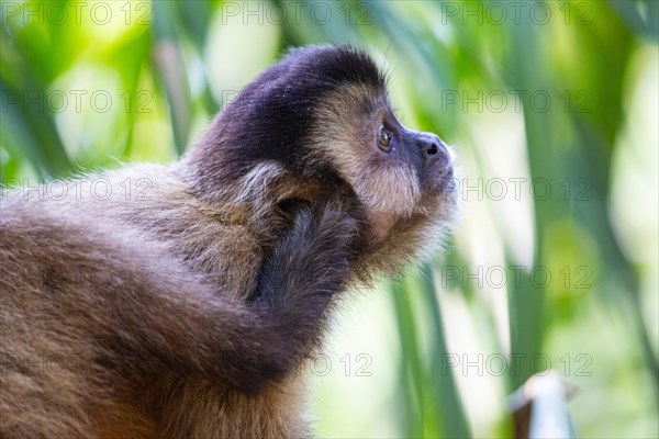 Crested capuchin (Cebus apella) Pantanal Brazil