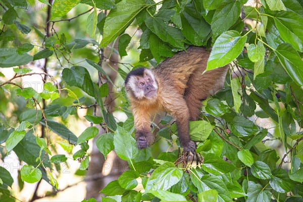 Crested capuchin (Cebus apella) Pantanal Brazil