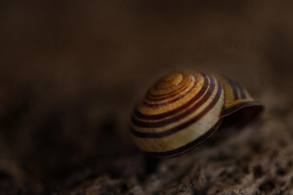 Small snail shell in shades of yellow and brown lies on a colour-matching background of tuff, Bavaria, Germany, Europe