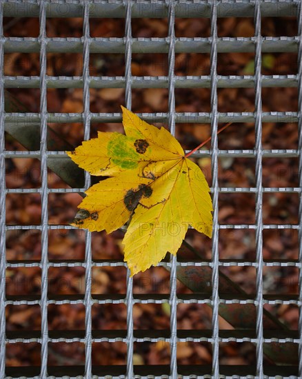 A yellow coloured maple leaf lies on a grey metal grid, Germany, Europe