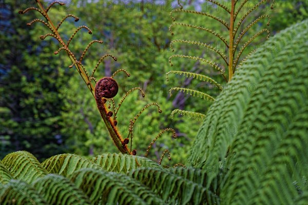 Close-up of a fern plant with a new bud rolling up, Terra Nostra Park, Furnas, Sao Miguel, Azores, Portugal, Europe