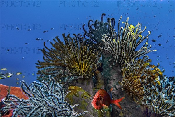 Comaster nobilis (Comanthina nobilis), Wakatobi Dive Resort, Sulawesi, Indonesia, Asia