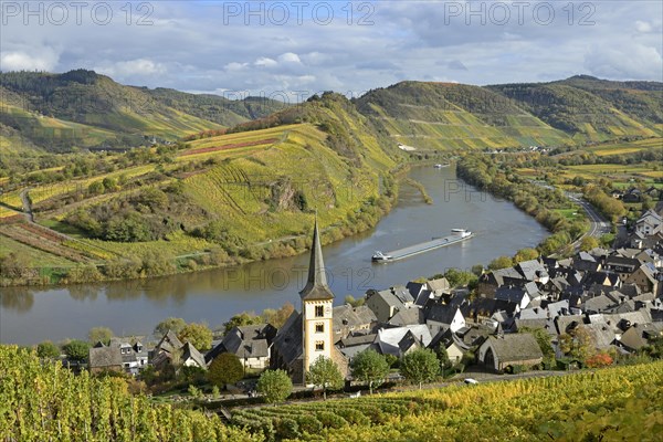 View over the wine village of Bremm am Calmont with St Laurentius Church, cargo ship on the Moselle, Rhineland-Palatinate, Germany, Europe