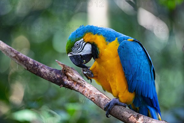 Blue and yellow macaw (Ara ararauna) Pantanal Brazil