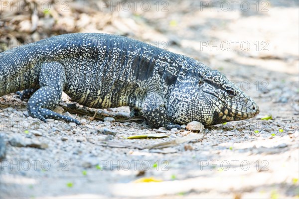 Gold tegu (Tupinambus teguixin) Pantanal Brazil