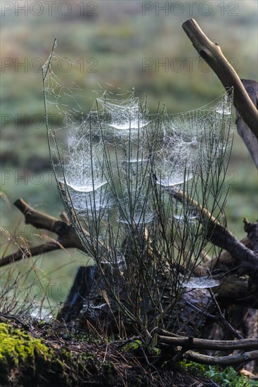 Cobwebs in the early morning with dewdrops, Ruesselsheim am Main, Hesse, Germany, Europe