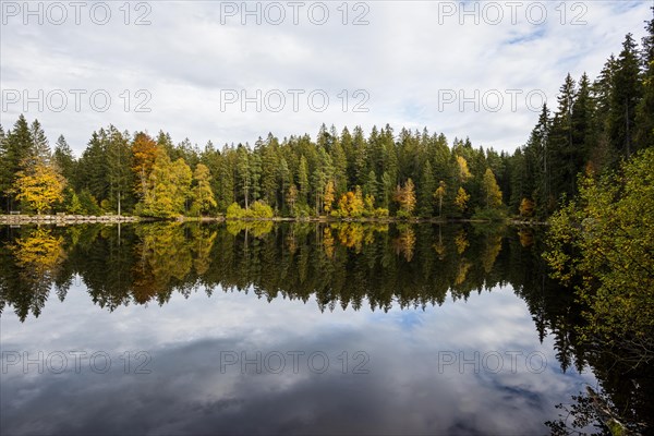 Lake and autumn forest, Mathisleweiher, near Hinterzarten, Black Forest, Baden-Wuerttemberg, Germany, Europe