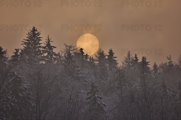 The sun disc sets behind a snowy forest in foggy weather, reddish evening light, Upper Bavaria, Bavaria, Germany, Europe