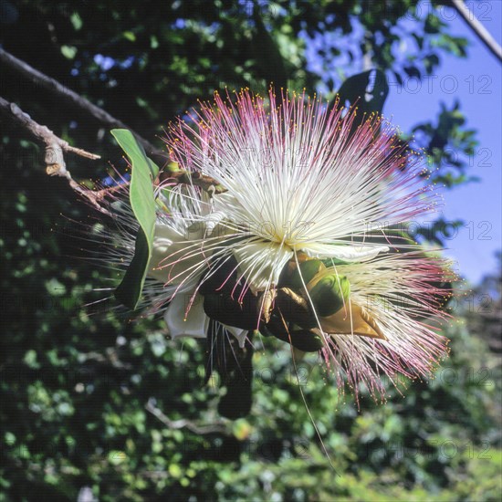 Seychelles, Flora, Acca sellowiana, Africa