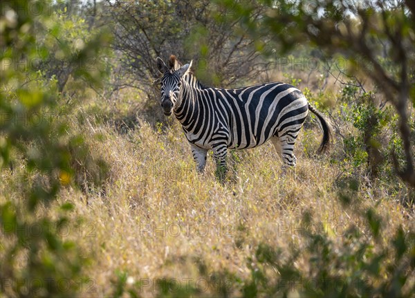 Plains zebra (Equus quagga) in dry grass, African savannah, Kruger National Park, South Africa, Africa