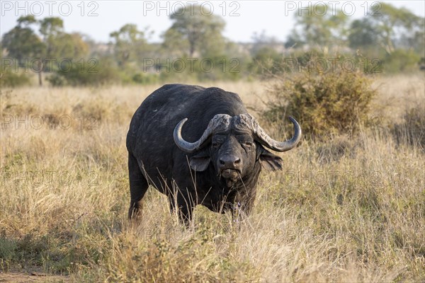 African buffalo (Syncerus caffer caffer) standing in dry grass, bull, African savannah, Kruger National Park, South Africa, Africa