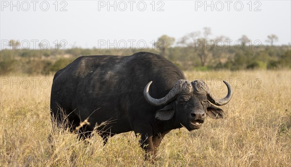 African buffalo (Syncerus caffer caffer) standing in dry grass, bull, African savannah, Kruger National Park, South Africa, Africa