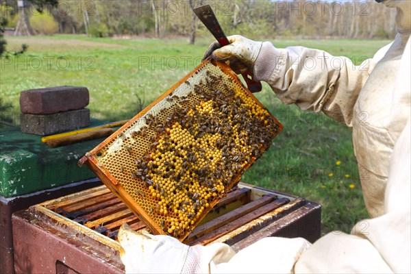 Beekeeper works on his hive