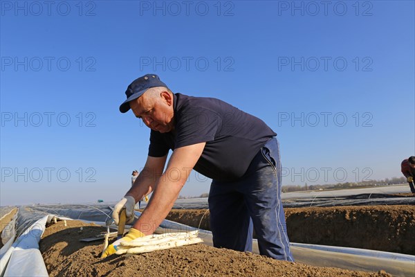 Harvest workers from Romania harvesting asparagus in a field near Mutterstadt, Rhineland-Palatinate