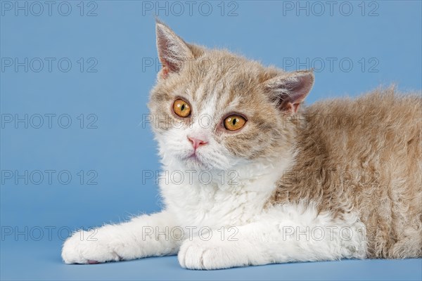 Pedigree cat Selkirk Rex, kitten, age 10 weeks, colour fawn tortie white, animal portrait, studio photo