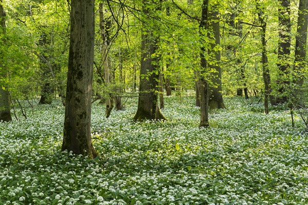 A deciduous forest with white flowering ramson (Allium ursinum) in spring in the evening sun. Rhine-Neckar district, Baden-Wuerttemberg, Germany, Europe