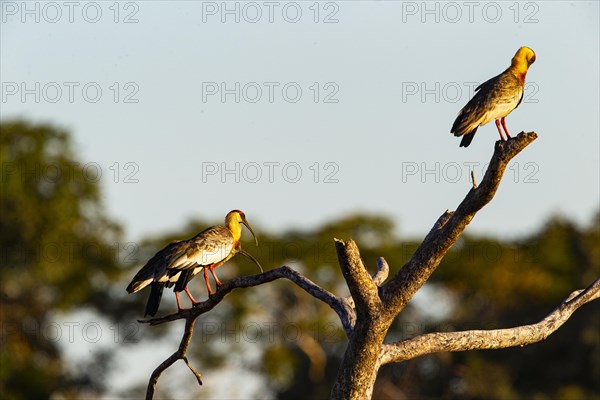 White-necked Ibis (Theristicus caudatus hyperorius) Pantanal Brazil