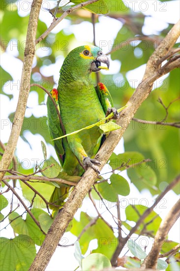 Blue-fronted Amazon (Amazona aestiva (Pantanal Brazil