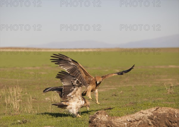 Juvenile Iberian Eagle, Spanish Imperial Eagle (Aquila adalberti), Extremadura, Castilla La Mancha, Spain, Europe