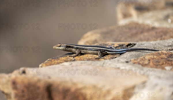 Rainbow mabuya (Trachylepis quinquetaeniata) sitting on a rock, Kruger National Park, South Africa, Africa