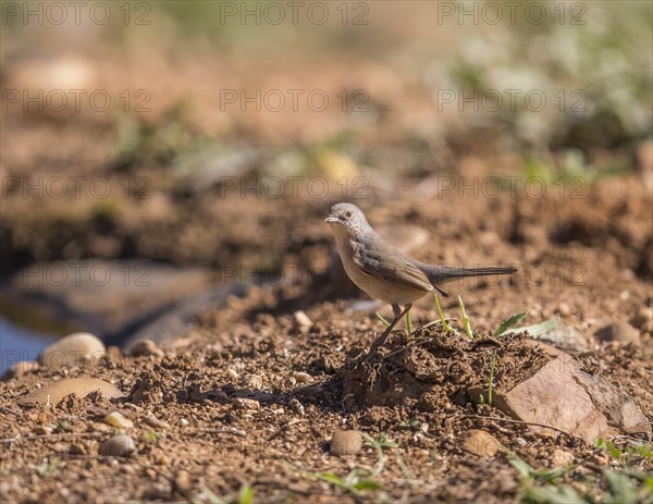 Western white warbler (Curruca iberiae), Extremadura, Castilla La Mancha, Spain, Europe