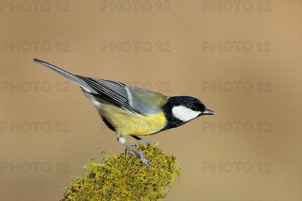 Great Tit (Parus major) sitting on a branch covered with moss, Wildlife, Animals Birds, Siegerland, North Rhine-Westphalia, Germany, Europe
