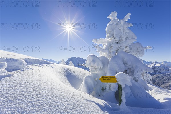 Winter landscape and snow-covered trees in front of mountains, winter, Sonnenstern, Tegelberg, Ammergau Alps, Upper Bavaria, Bavaria, Germany, Europe