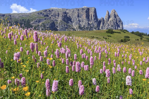Alpine meadow with flowers in front of mountains in the sun, summer, meadow bistort (Bistorta officinalis), Alpe di Siusi, behind Sciliar, Dolomites, South Tyrol, Italy, Europe