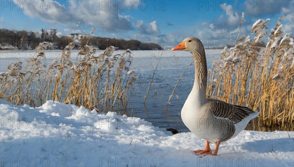 Ai generated, animal, animals, bird, birds, biotope, habitat, one, individual, ice, snow, winter, waters, reeds, blue sky, foraging, wildlife, seasons, greylag goose (Anser anser), goose, geese, geese birds