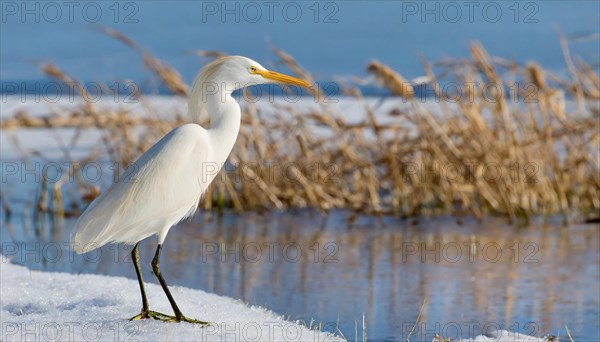 KI generated, animal, animals, bird, birds, biotope, habitat, one, individual, water, reed, snow, ice, winter, blue sky, foraging, wildlife, seasons, cattle egret (Bubulcus ibis)