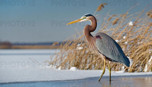 Ai generated, animal, animals, bird, birds, biotope, habitat, a, individual, swims, waters, reeds, water lilies, blue sky, foraging, wildlife, summer, seasons, purple heron (Ardea purpurea)