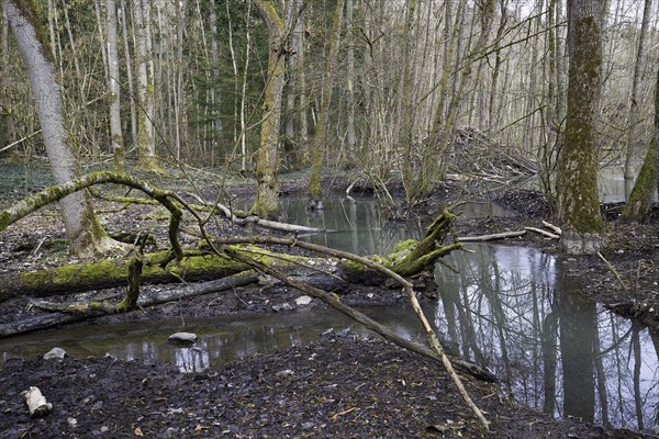 European beaver (Castor fiber), beaver lodge, Thuringia, Germany, Europe