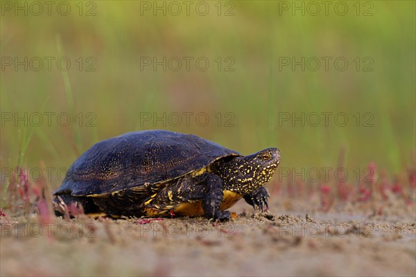 European pond turtle (Emys orbicularis), Danube Delta Biosphere Reserve, Romania, Europe