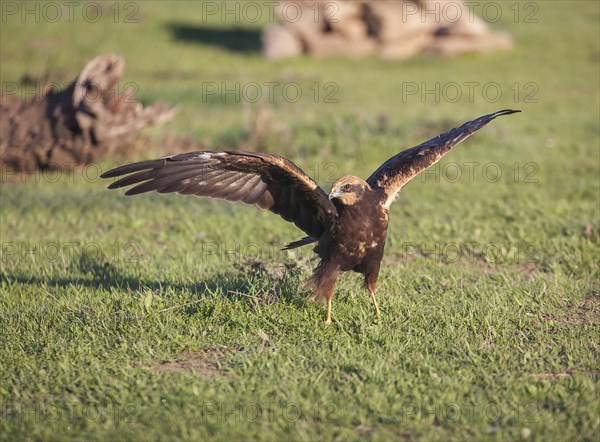 Western marsh-harrier (Circus aeruginosus), Extremadura National Park, Castilla La Mancha, Spain, Europe