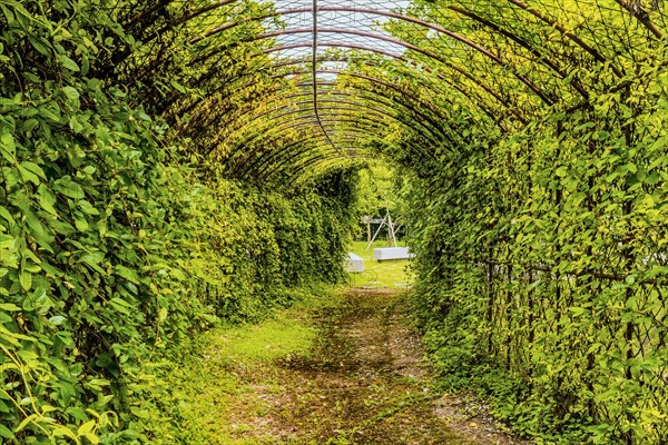 Pathway through wire tunnel like structure covered with vines and park benches at the exit in South Korea