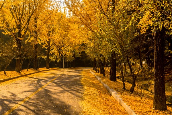 Two lane road lined with trees in yellow fall colors with leaves covering the street and hillside in South Korea