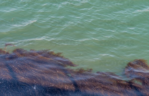 Blanket of sea grass floating on surface of green ocean water in Yeosu, South Korea, Asia