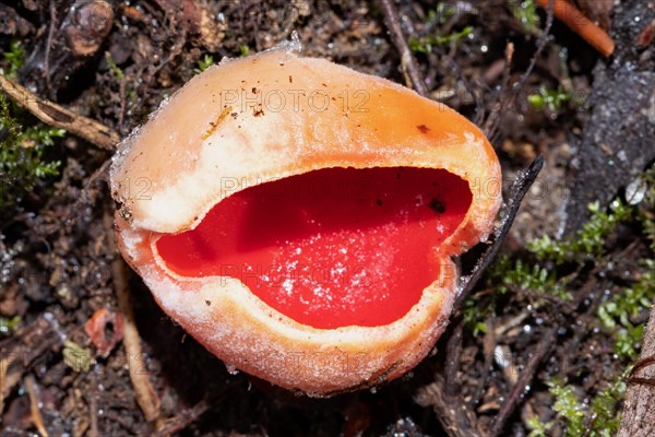 Austrian Goblet red fruiting body on soil
