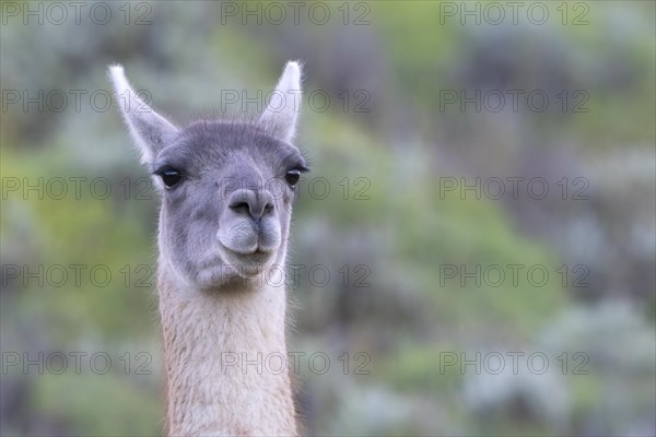 Guanaco (Llama guanicoe), Huanaco, adult, animal portrait, Torres del Paine National Park, Patagonia, end of the world, Chile, South America